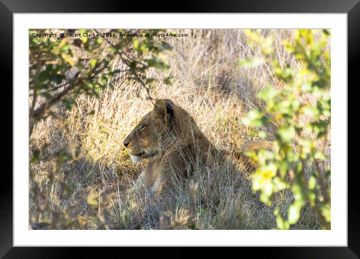 Serene South African Lioness Framed Mounted Print by Stuart Clarke