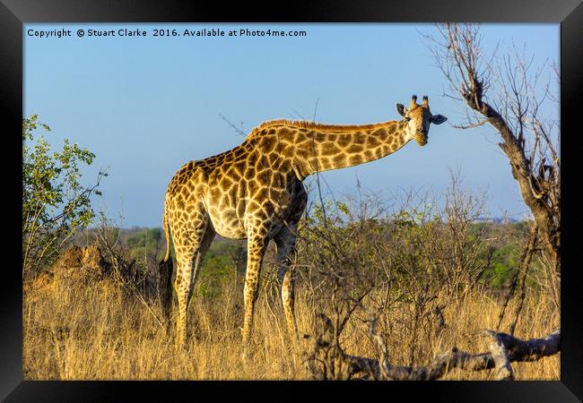 Elegant African Giraffe Framed Print by Stuart Clarke