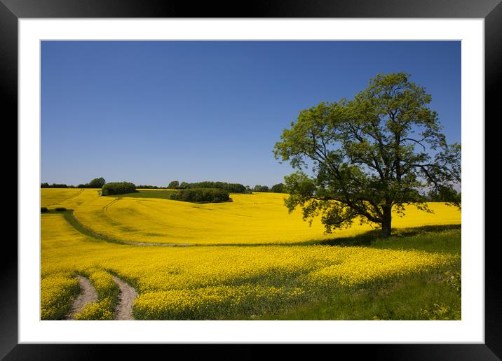 Rapeseed field,West Sussex, England  Framed Mounted Print by Philip Enticknap