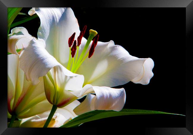 White Lilium Framed Print by Philip Enticknap