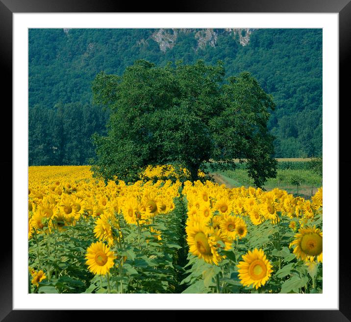 Sunflowers and Tree Dordogne France.  Framed Mounted Print by Philip Enticknap
