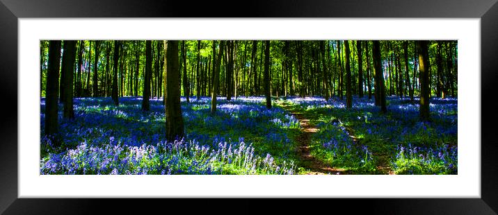 Bluebell Wood Micheldever , Hampshire .England  Framed Mounted Print by Philip Enticknap