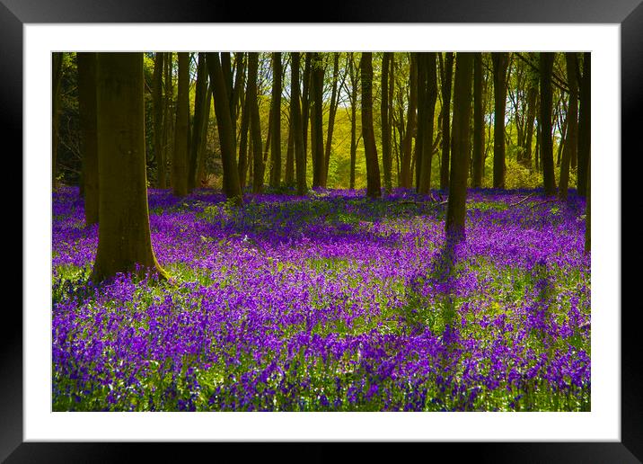 Bluebell Wood Micheldever , Hampshire .England  Framed Mounted Print by Philip Enticknap