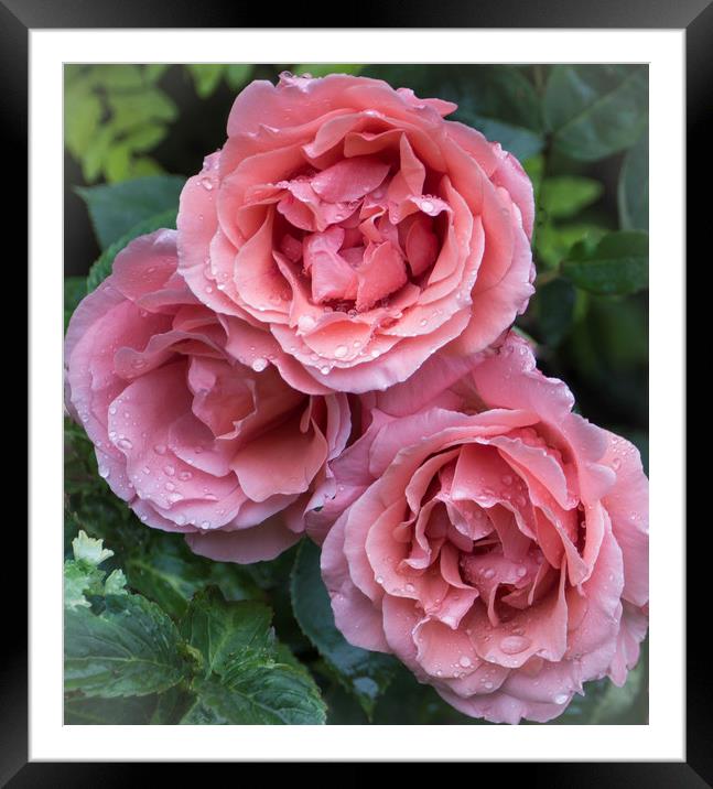 Hybrid Tea Rose "Blessings" Framed Mounted Print by Philip Enticknap