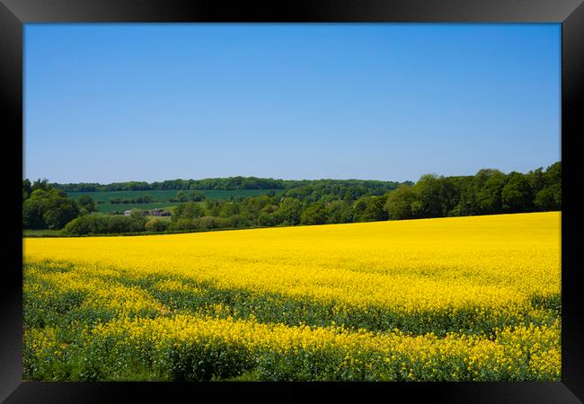 Rapeseed field,West Sussex, England  Framed Print by Philip Enticknap
