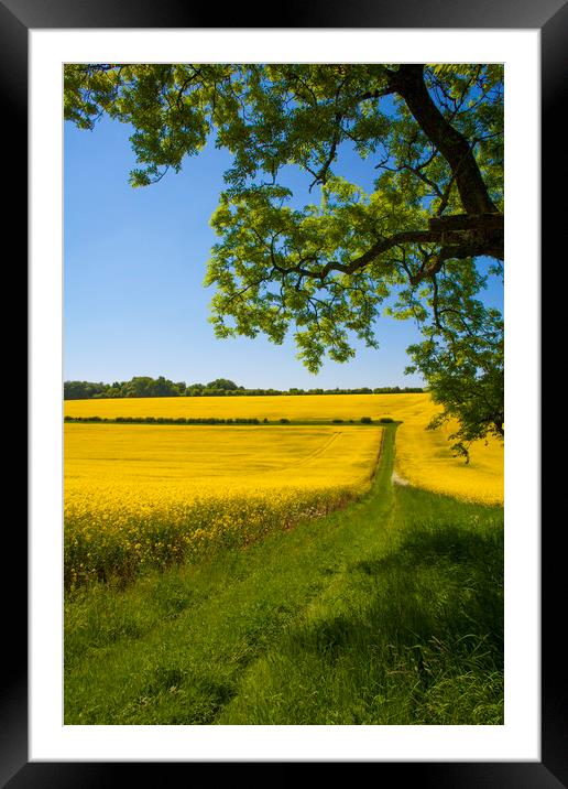 Rapeseed field,West Sussex, England  Framed Mounted Print by Philip Enticknap