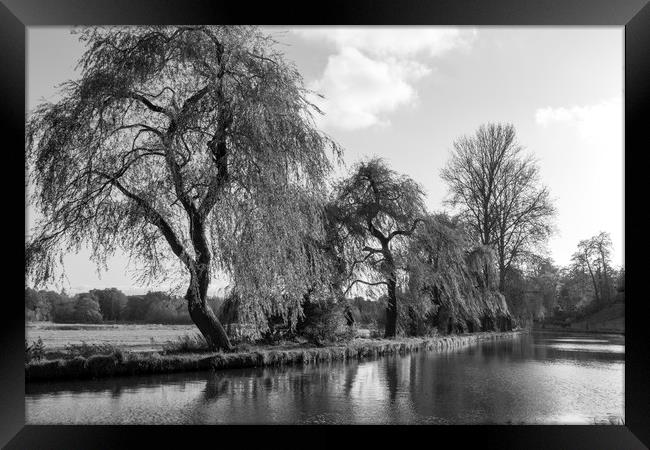 The River Wey,Guildford, Surrey,England  Framed Print by Philip Enticknap
