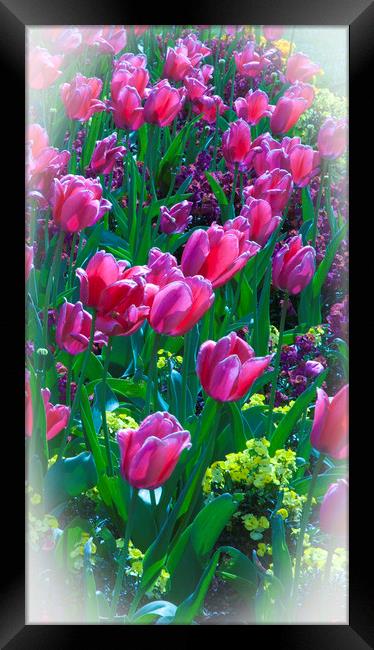 Pink Tulips & Spring Flowers  Framed Print by Philip Enticknap