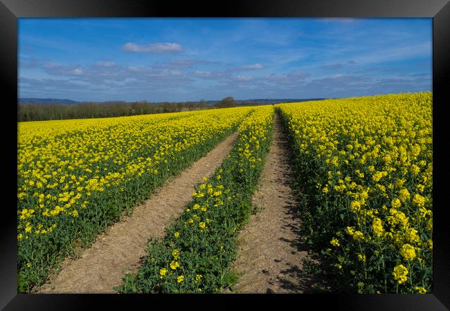 Rapeseed fields ,Sussex Framed Print by Philip Enticknap