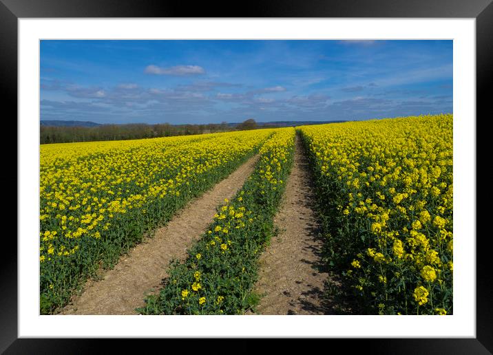 Rapeseed fields ,Sussex Framed Mounted Print by Philip Enticknap