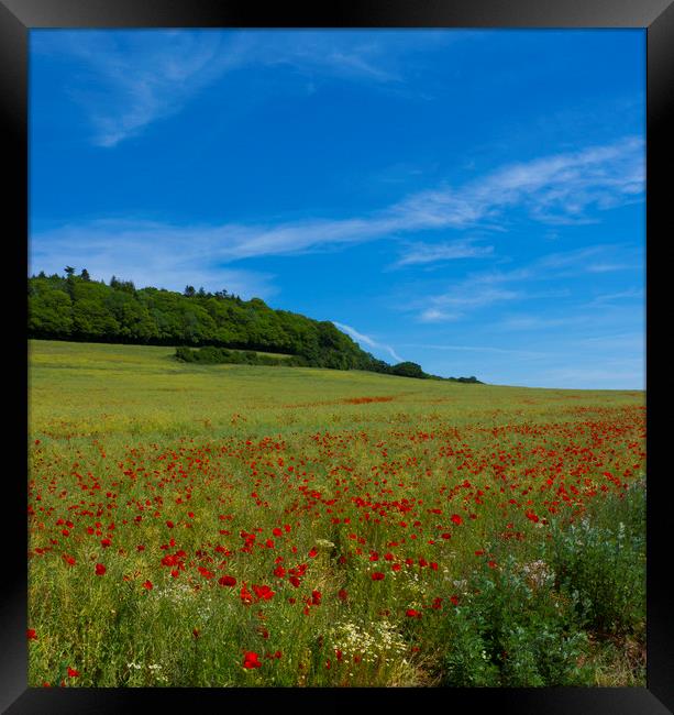 Poppy Field near Guildford Surrey  Framed Print by Philip Enticknap