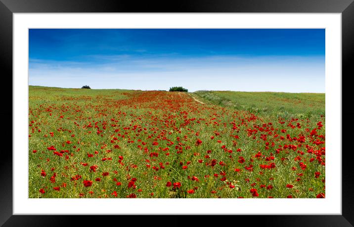 Poppy Field near Guildford Surrey  Framed Mounted Print by Philip Enticknap