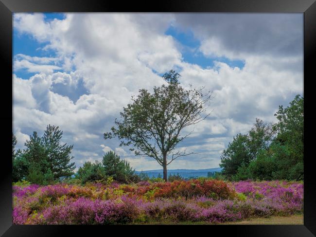A lone tree amongst the heather  Framed Print by Philip Enticknap