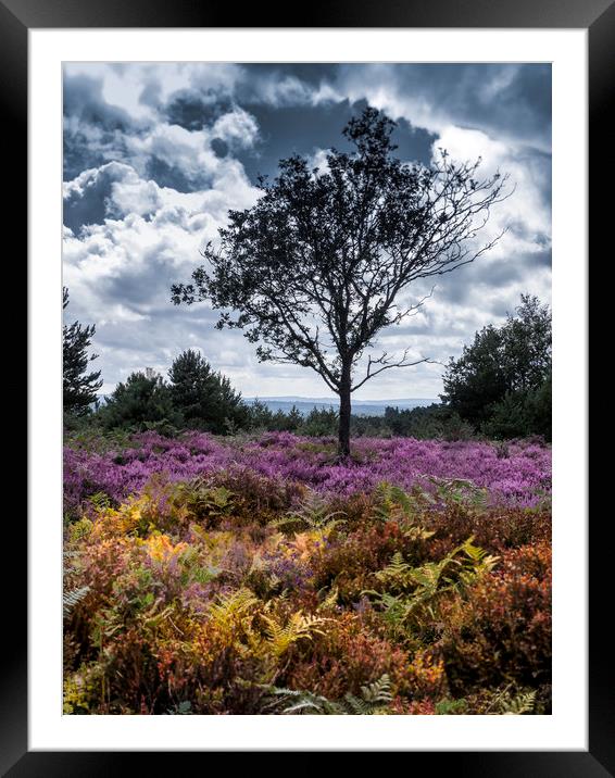 A lone  tree amongst the heather  Framed Mounted Print by Philip Enticknap