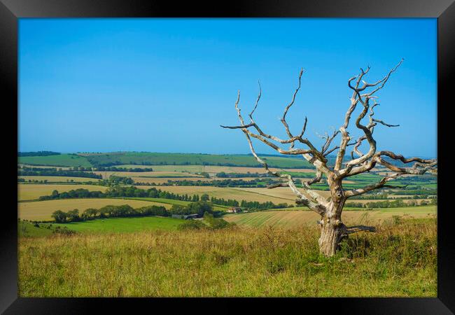 A Bare Tree at Butser Hill ,Hampshire  Framed Print by Philip Enticknap