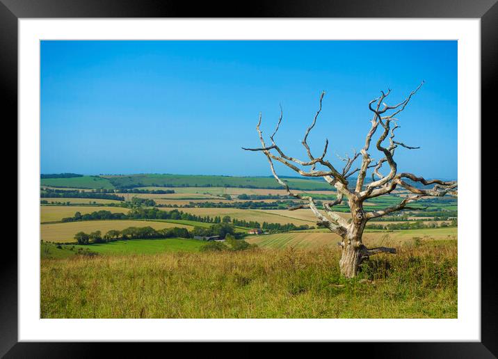 A Bare Tree at Butser Hill ,Hampshire  Framed Mounted Print by Philip Enticknap