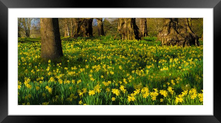 Daffodil Wood Framed Mounted Print by Philip Enticknap