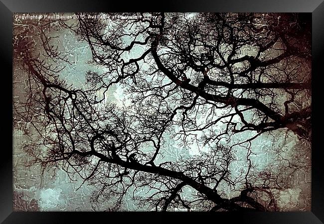  Veins Of Nature Framed Print by Paul Davies