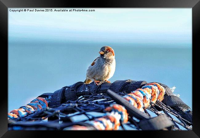  Lone Sparrow Framed Print by Paul Davies