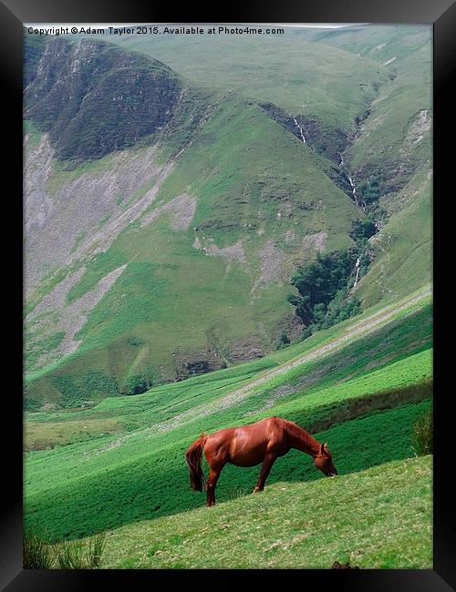  Brown horse at Cautley spout Framed Print by Adam Taylor