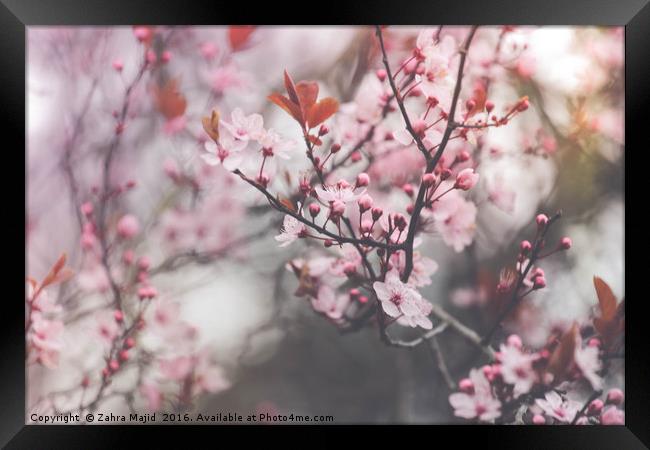 Powder Pink Blossoms Framed Print by Zahra Majid