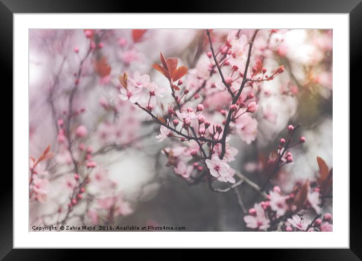 Powder Pink Blossoms Framed Mounted Print by Zahra Majid