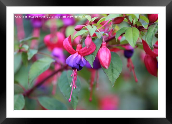 Hot Pink Flowers Framed Mounted Print by Zahra Majid