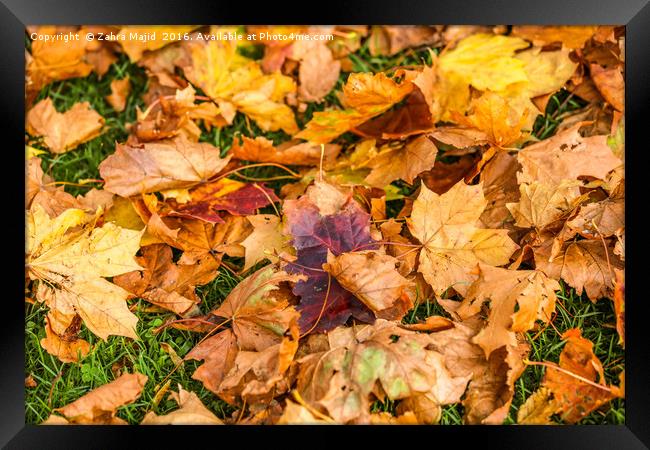 Bright Autumn Orange Crisp Leaves Framed Print by Zahra Majid