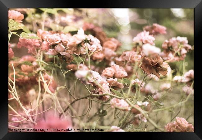 Powder Pastel Pink Roses Framed Print by Zahra Majid