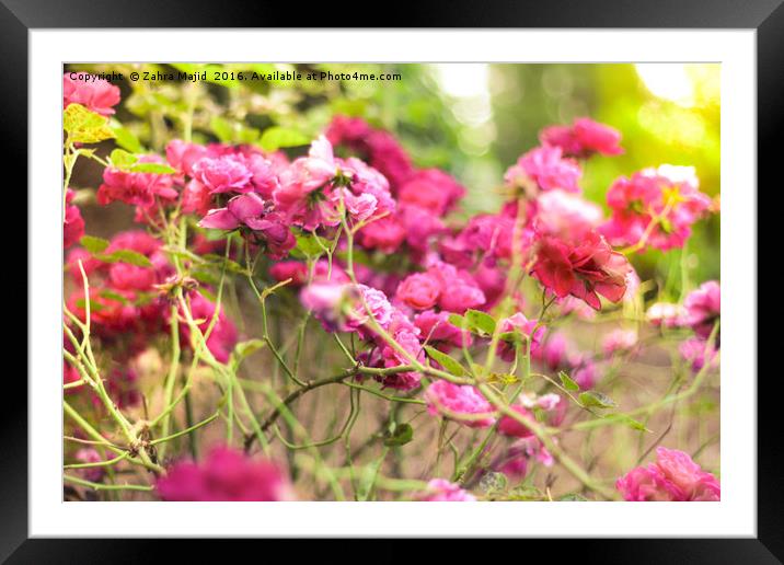 Dark Pink Roses Framed Mounted Print by Zahra Majid