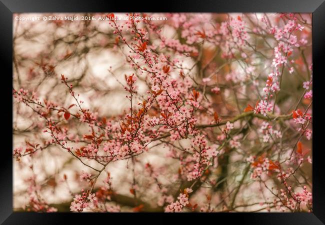 Pink Blossoms Framed Print by Zahra Majid
