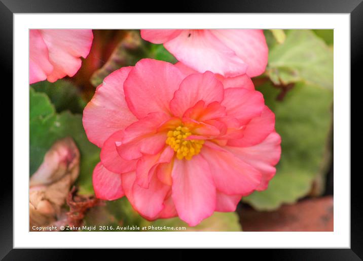 Pink Floral Story Framed Mounted Print by Zahra Majid