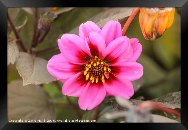 Fuchsia Pink in Summer Framed Print by Zahra Majid