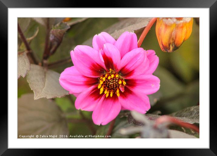 Fuchsia Pink in Summer Framed Mounted Print by Zahra Majid
