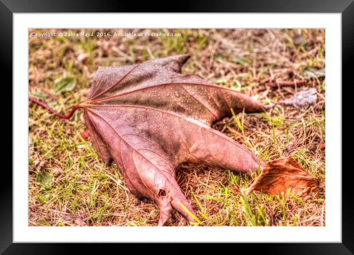 An Autumn Leaf in Summer Framed Mounted Print by Zahra Majid