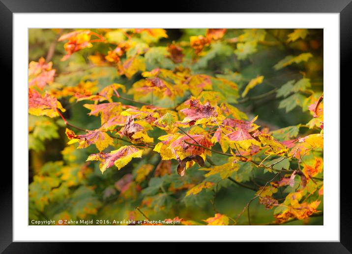 Natures Autumn Colour Palette Framed Mounted Print by Zahra Majid