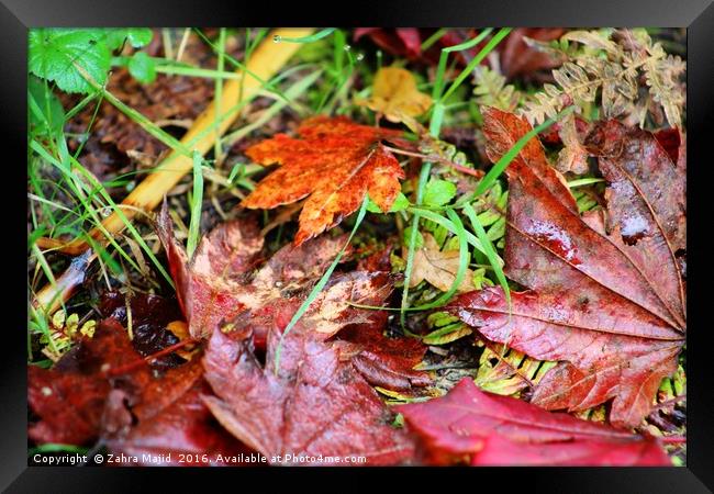 Autumn Brilliance Framed Print by Zahra Majid