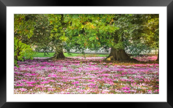 Pink Blossoms in Summer Framed Mounted Print by Zahra Majid