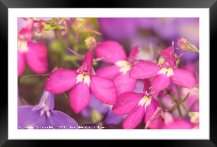 The Last of Summer Florals Framed Mounted Print by Zahra Majid