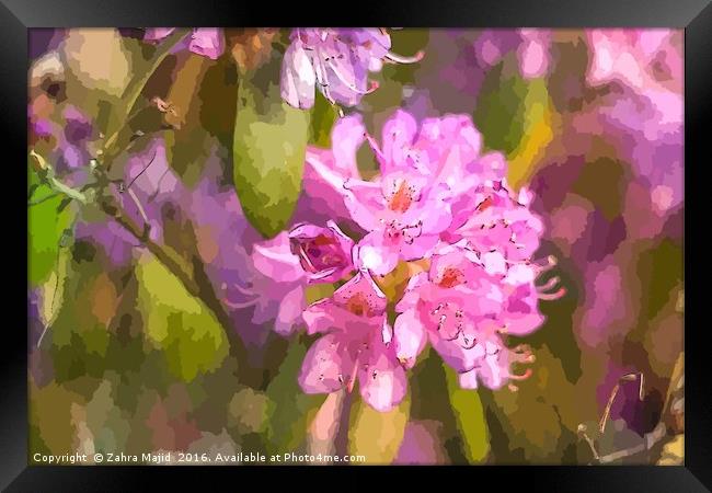 Pink Flower Art Framed Print by Zahra Majid