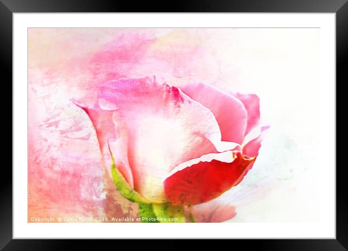 A British Rose Framed Mounted Print by Zahra Majid
