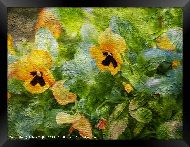 Yellow Pansies Like a Painting Framed Print by Zahra Majid