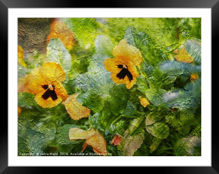 Yellow Pansies Like a Painting Framed Mounted Print by Zahra Majid