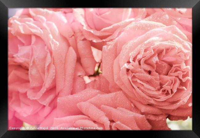 Dewy Pink Roses Framed Print by Zahra Majid