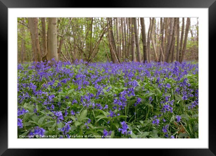 Lilac Fields of Love Framed Mounted Print by Zahra Majid