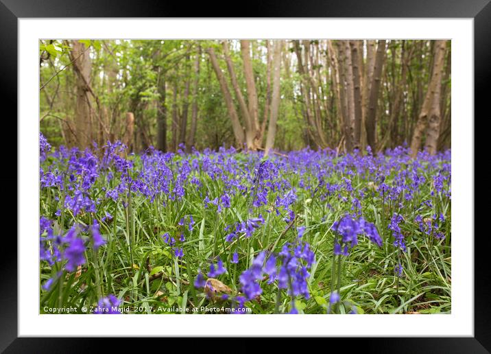 Bluebells dancing after Rain Framed Mounted Print by Zahra Majid