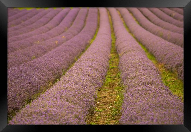 Lavender Fields in Kent Framed Print by Zahra Majid