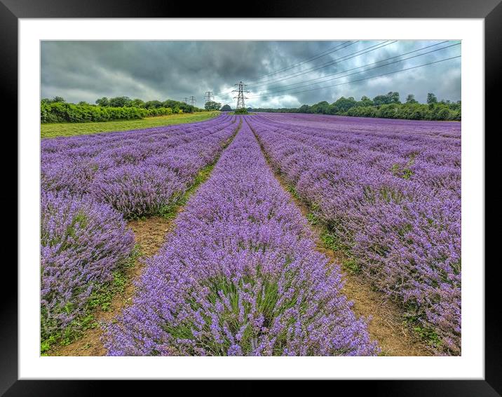 Lavender Fields Framed Mounted Print by Zahra Majid