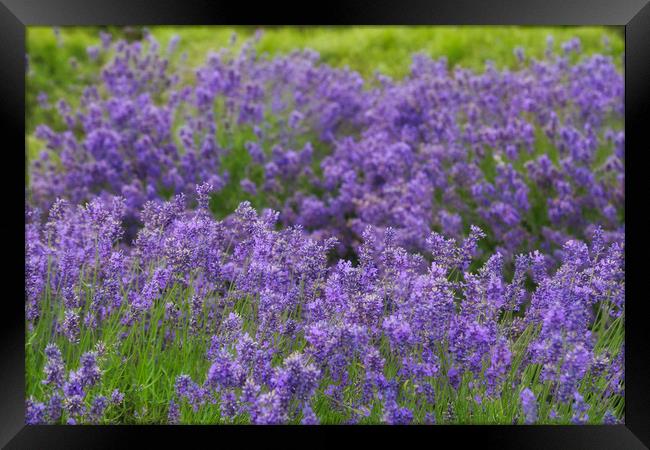 Lavender Dilly Dilly Framed Print by Zahra Majid