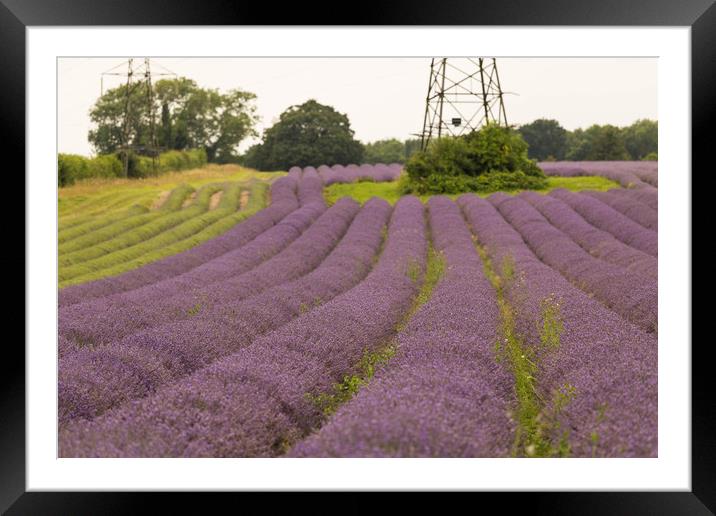 Natural Pastel Lavender Framed Mounted Print by Zahra Majid